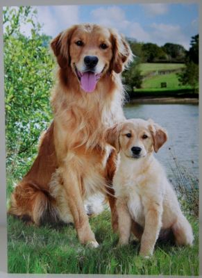 Country Card's Golden Retriever Blank Greeting Card Free P&P 10242