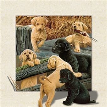 5D Labrador Puppies Picture F-5D54