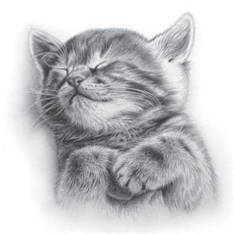 Happy Birthday Greetings Card Cat Free P&P C2047