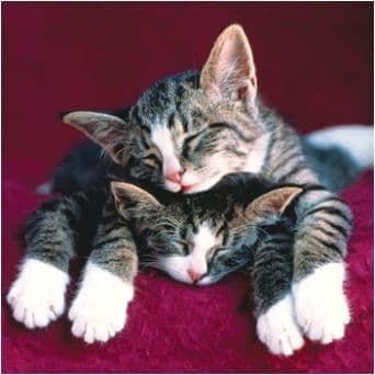 Blank Greetings Card For Any Occasion Cats Free P&P J2310