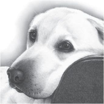 Happy Birthday Greetings Card Dog Free P&P C2058